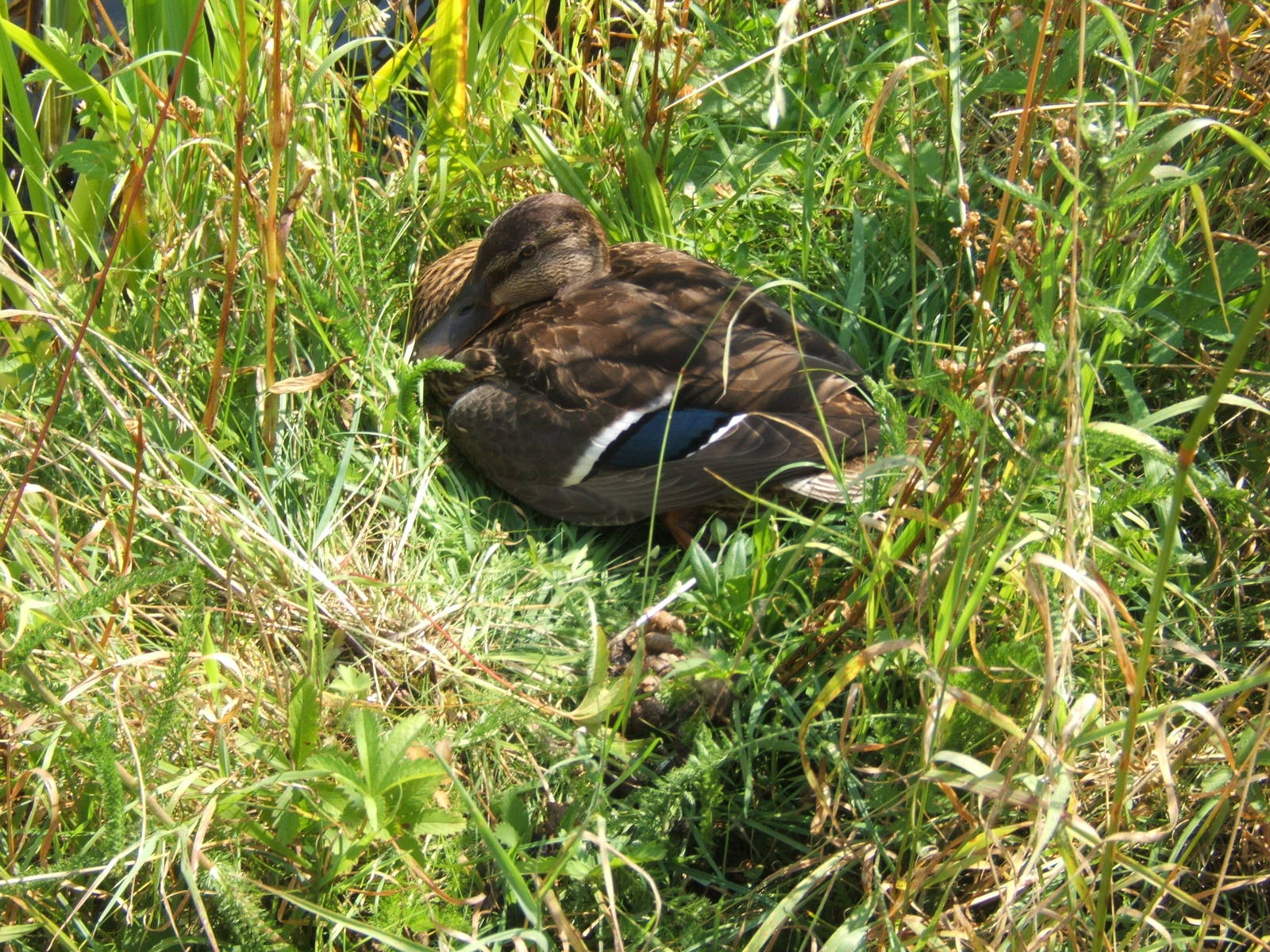 Mallard at ZSL Whipsnade