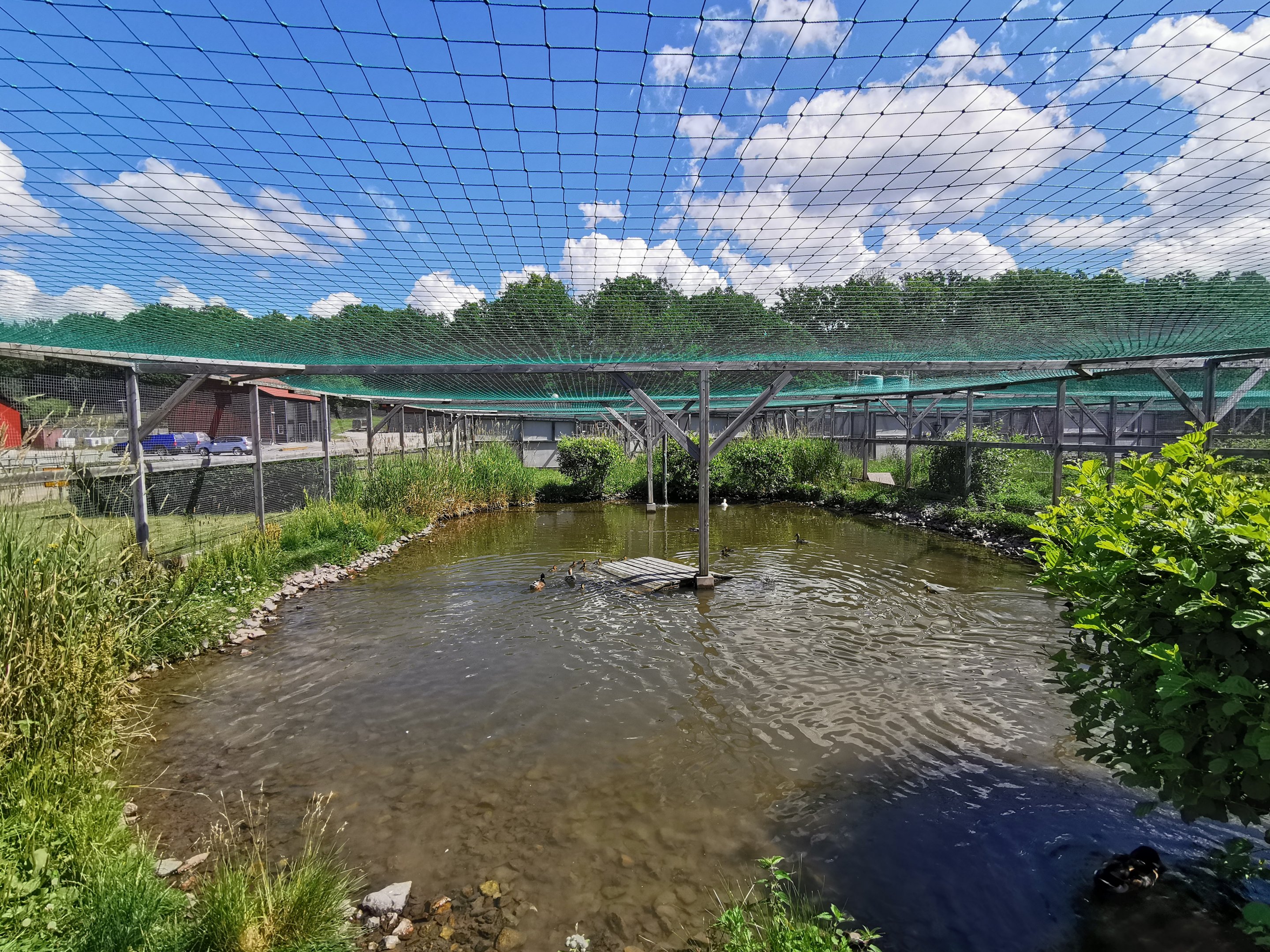 Mallard aviary