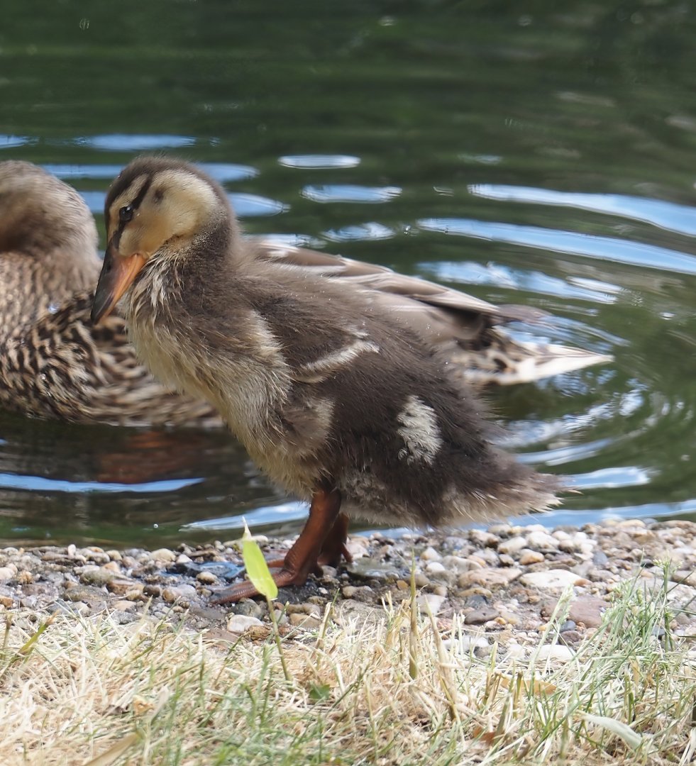 Mallard chick (Anas platyrhynchos), 2025-05-22