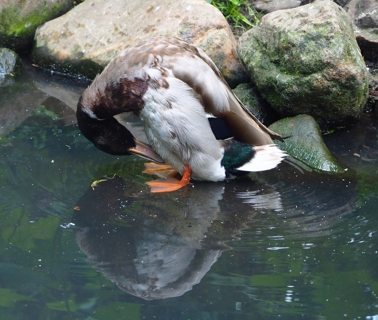 Mallard drake (Anas platyrhynchos), 2022-05-28