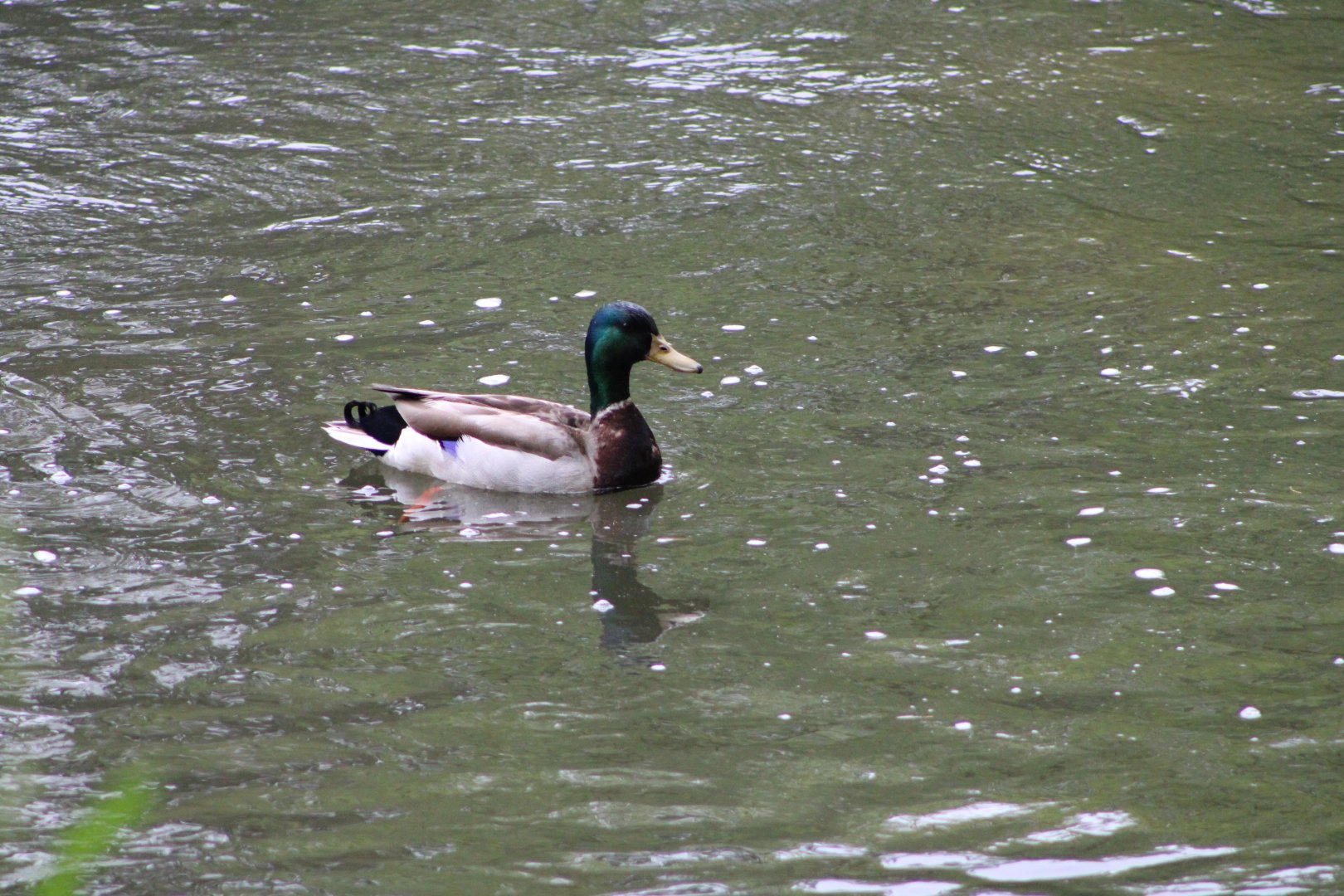 Mallard Drake (Anas platyrhynchos)