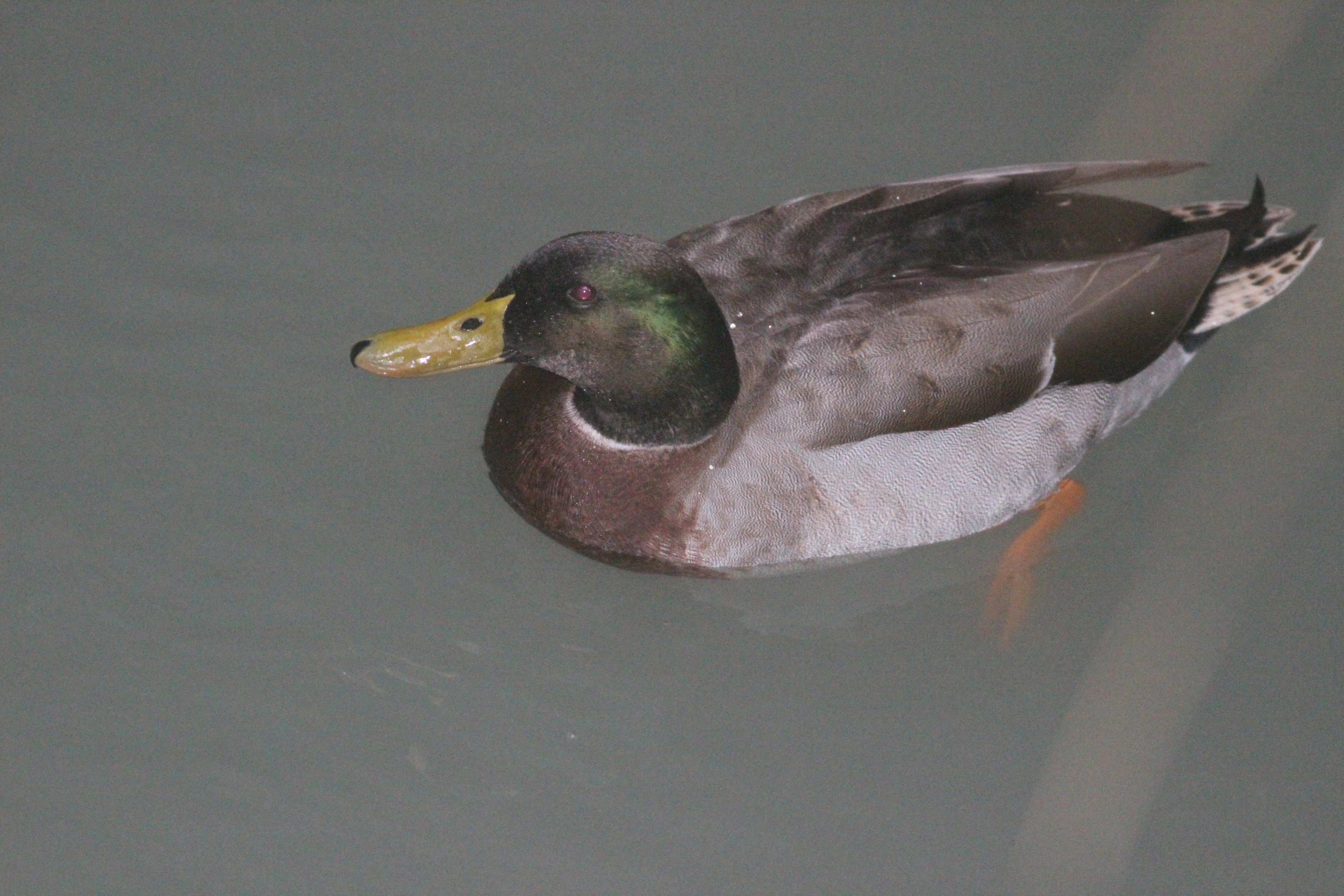 Mallard drake, Wellington Botanic Garden