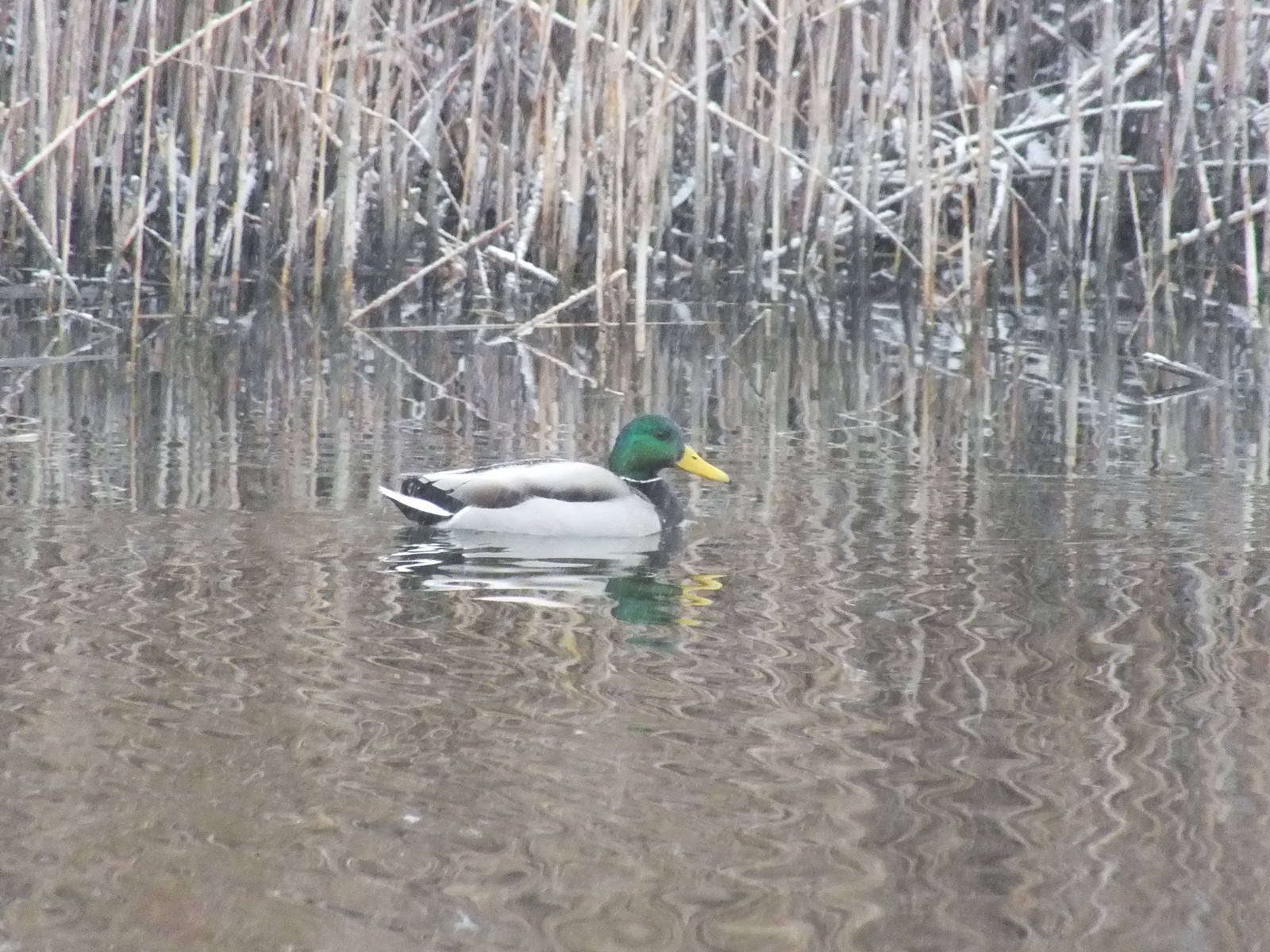 Mallard drake-Wild in Poland