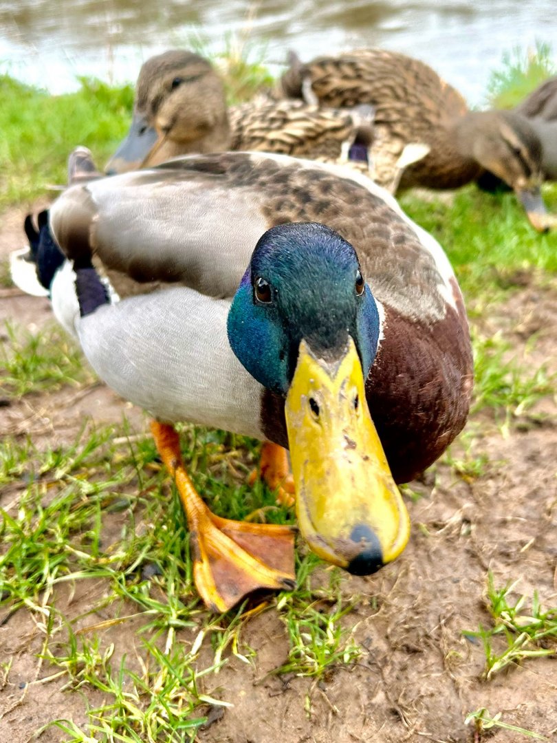 Mallard Duck (Anas platyrhynchos)