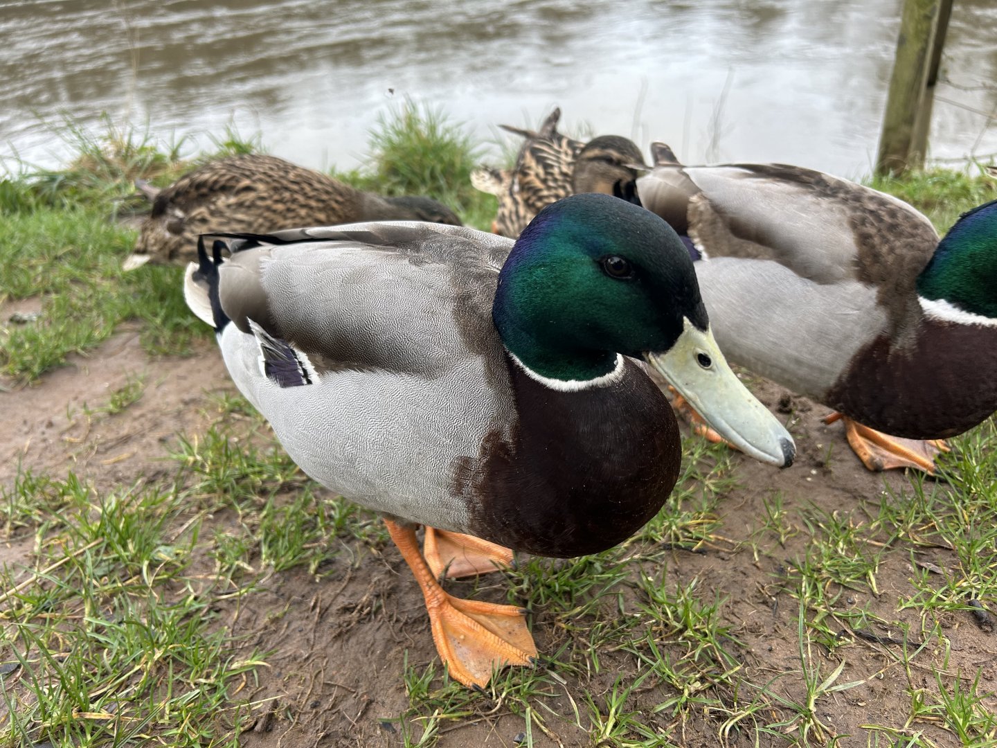 Mallard Duck (Anas platyrhynchos)