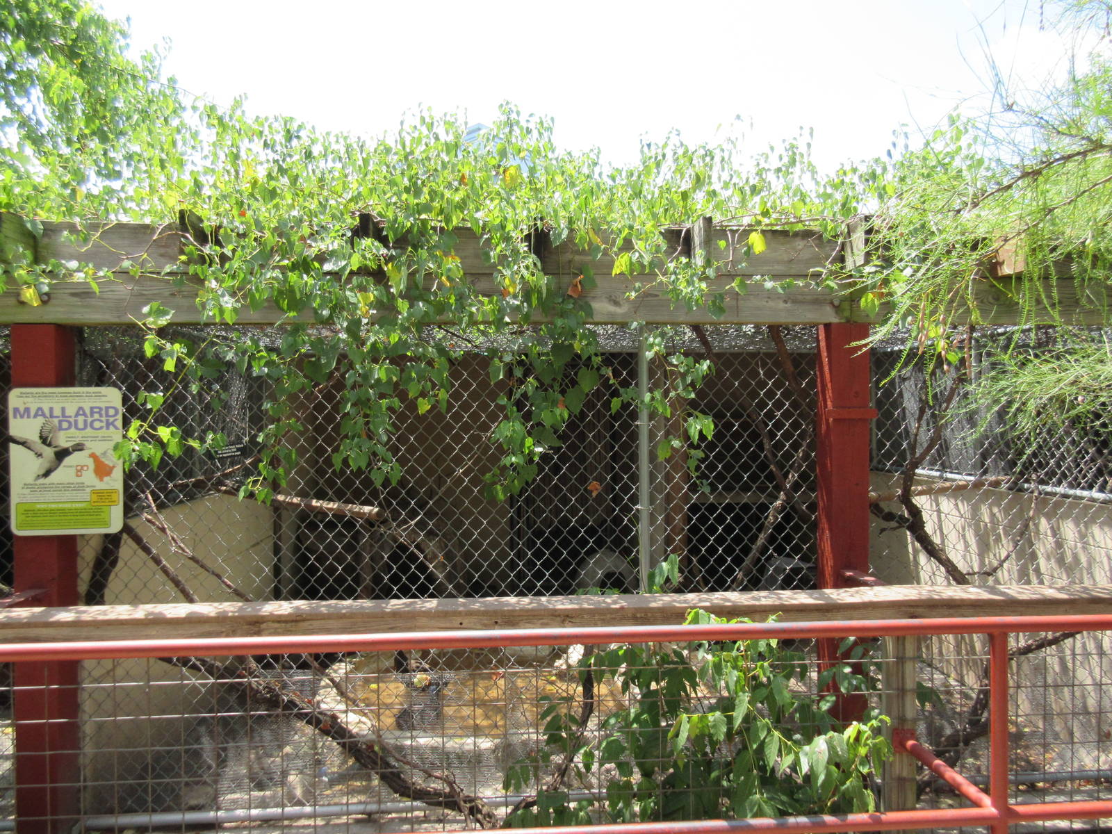 Mallard Duck Exhibit