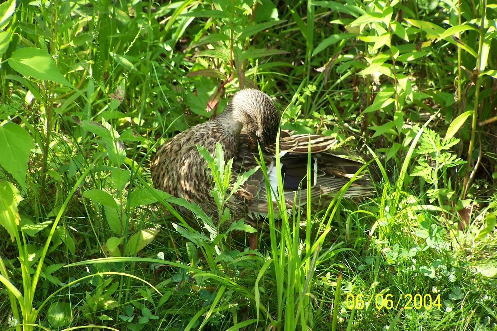 Mallard Duck ~ North America