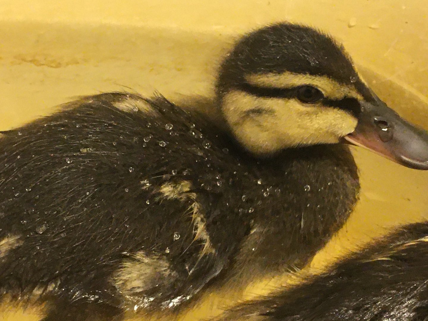 Mallard duckling (Anas platyrhynchos)