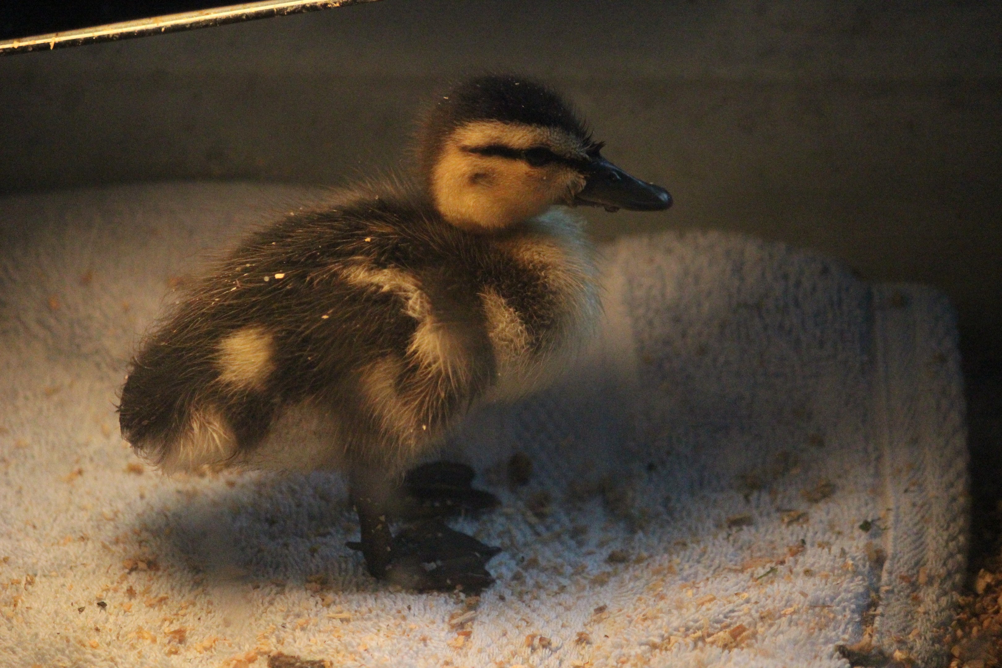 Mallard duckling (rehab bird in entrance building)
