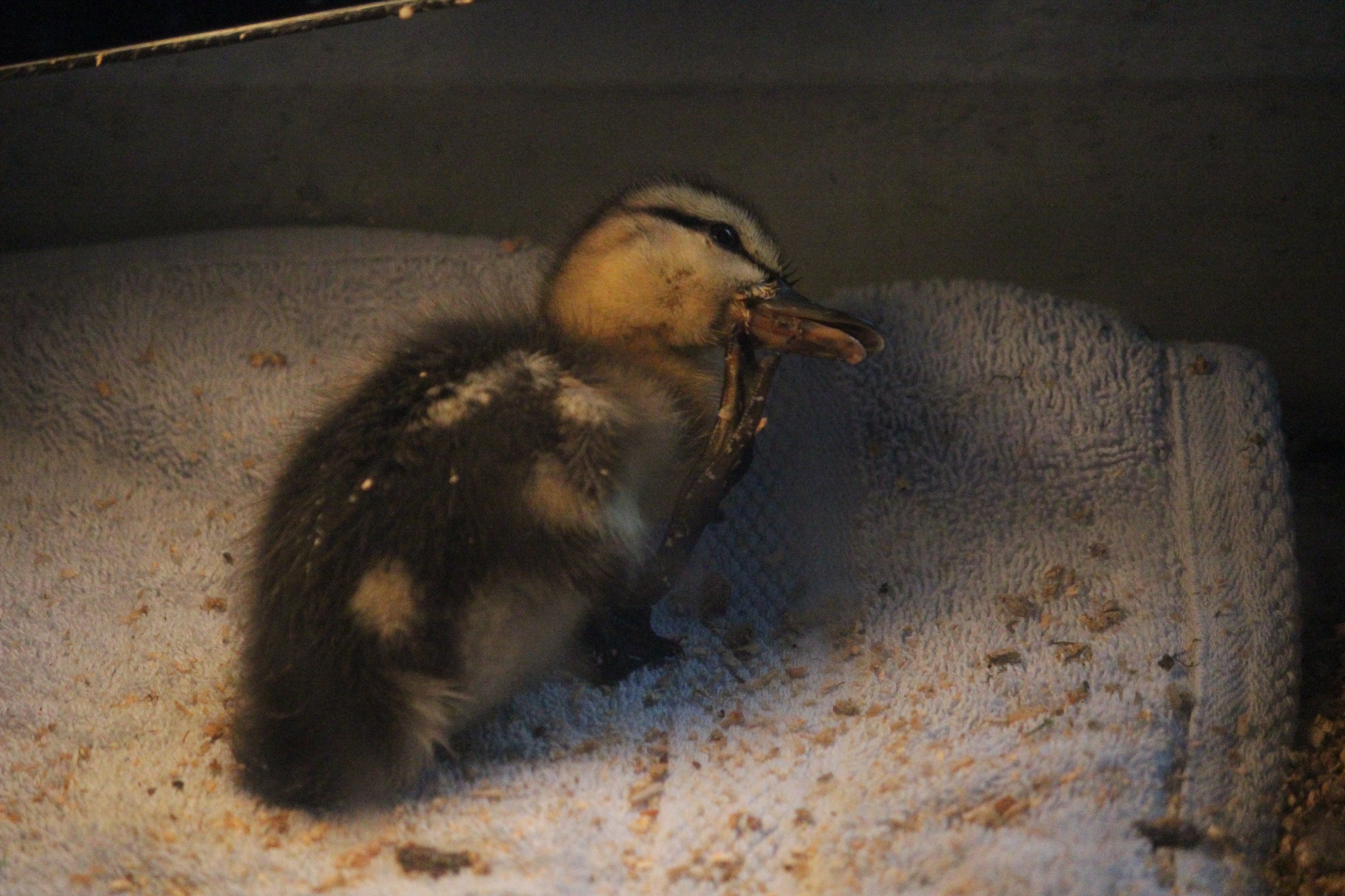 Mallard duckling (rehab bird in entrance building)