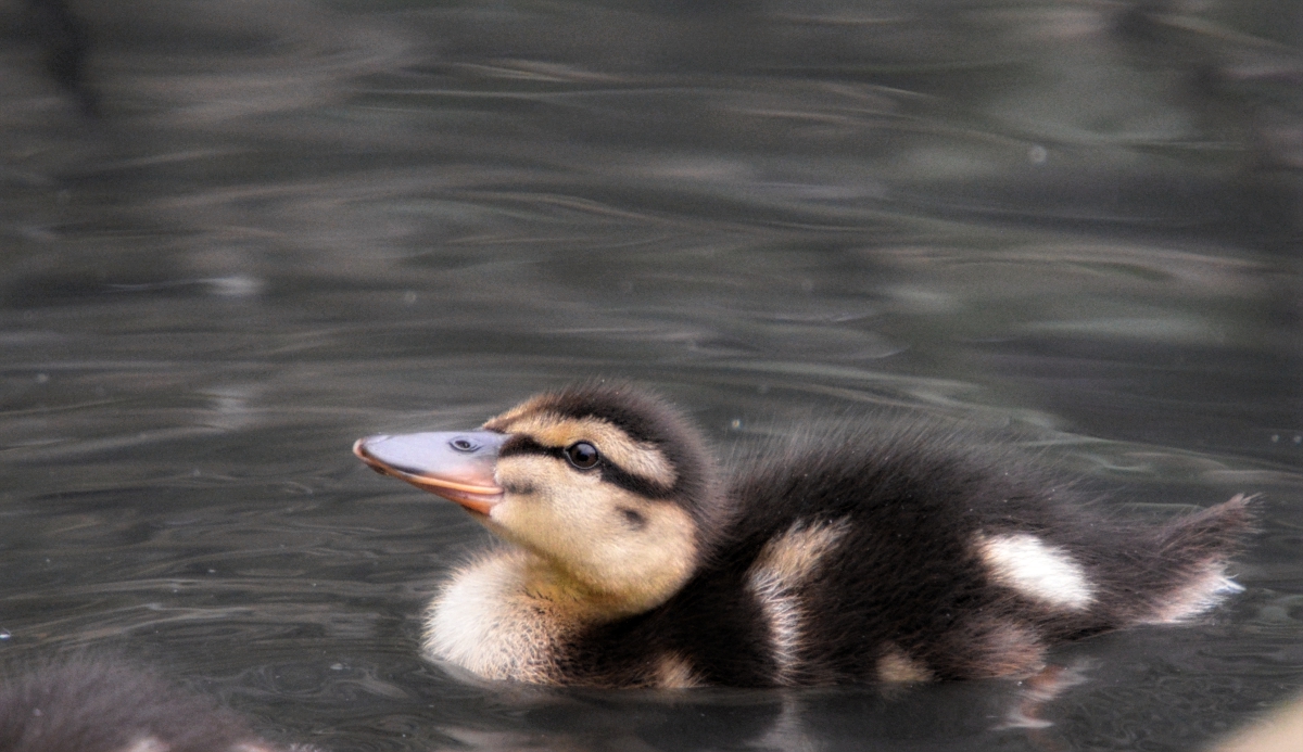 Mallard Duckling
