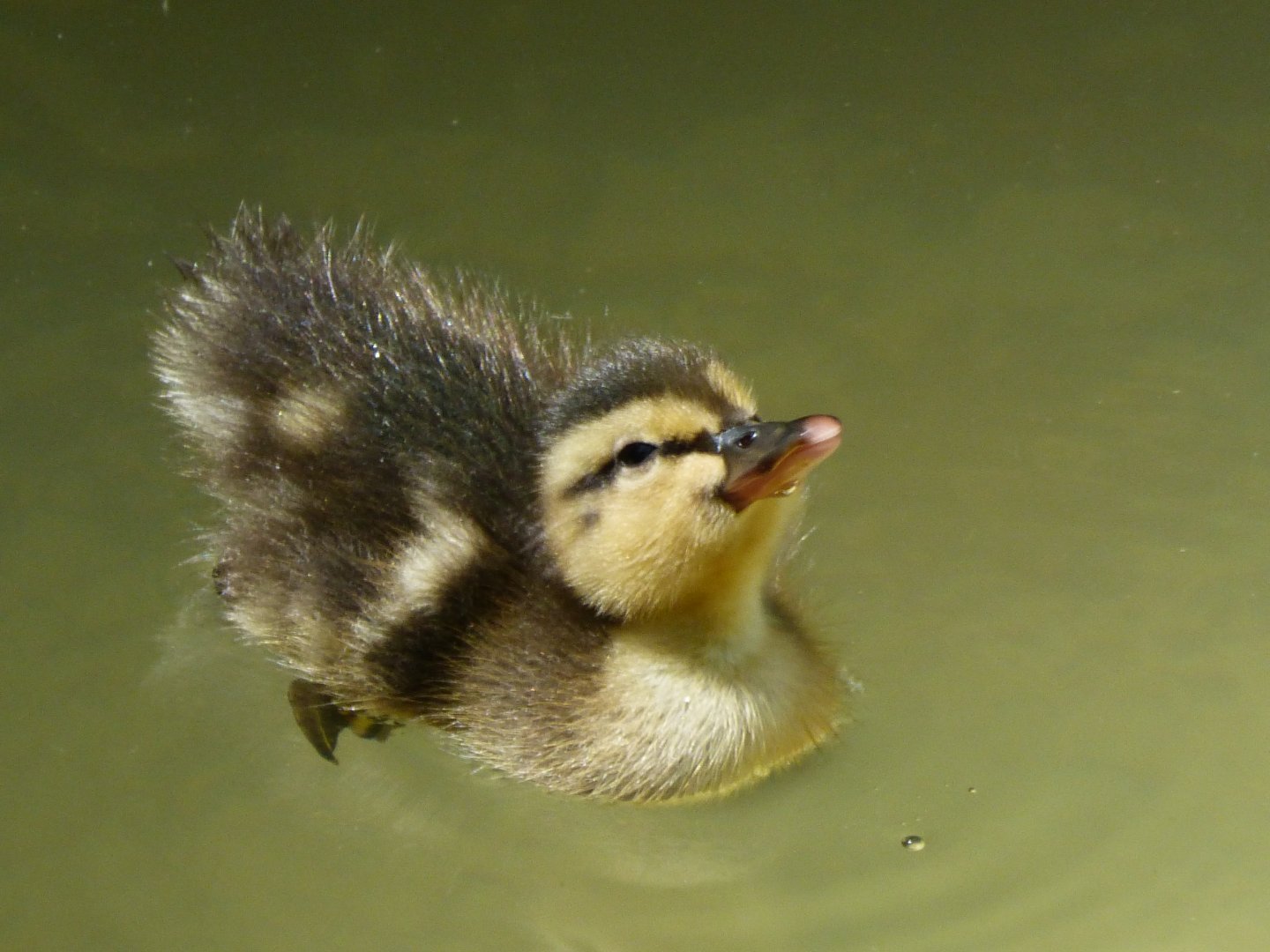 Mallard duckling