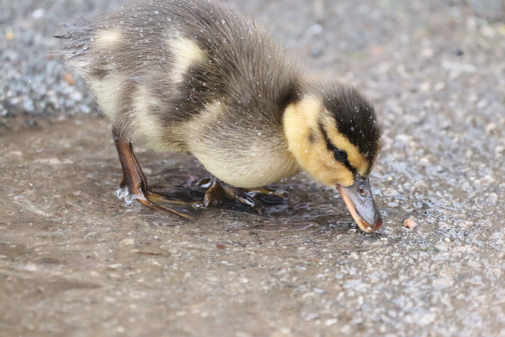 Mallard Duckling