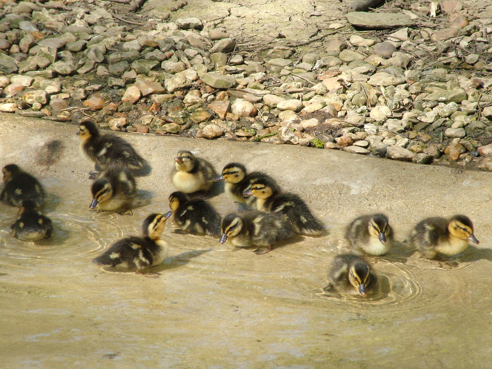 Mallard ducklings at Cotswold WP 17/04/10