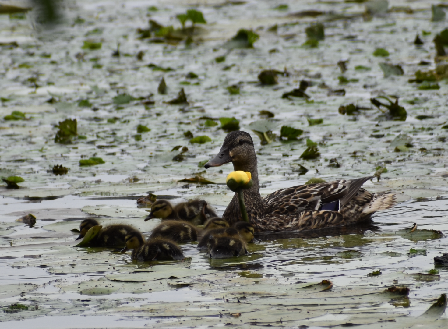 Mallard Ducklings ~ Horn Pond, Massachusetts