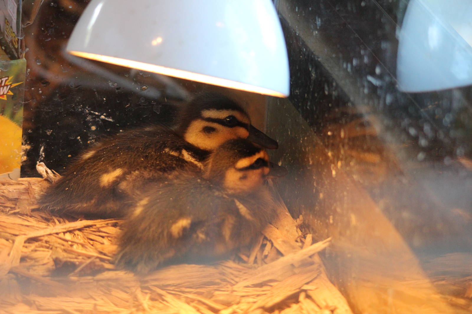 Mallard Ducklings, Nga Manu