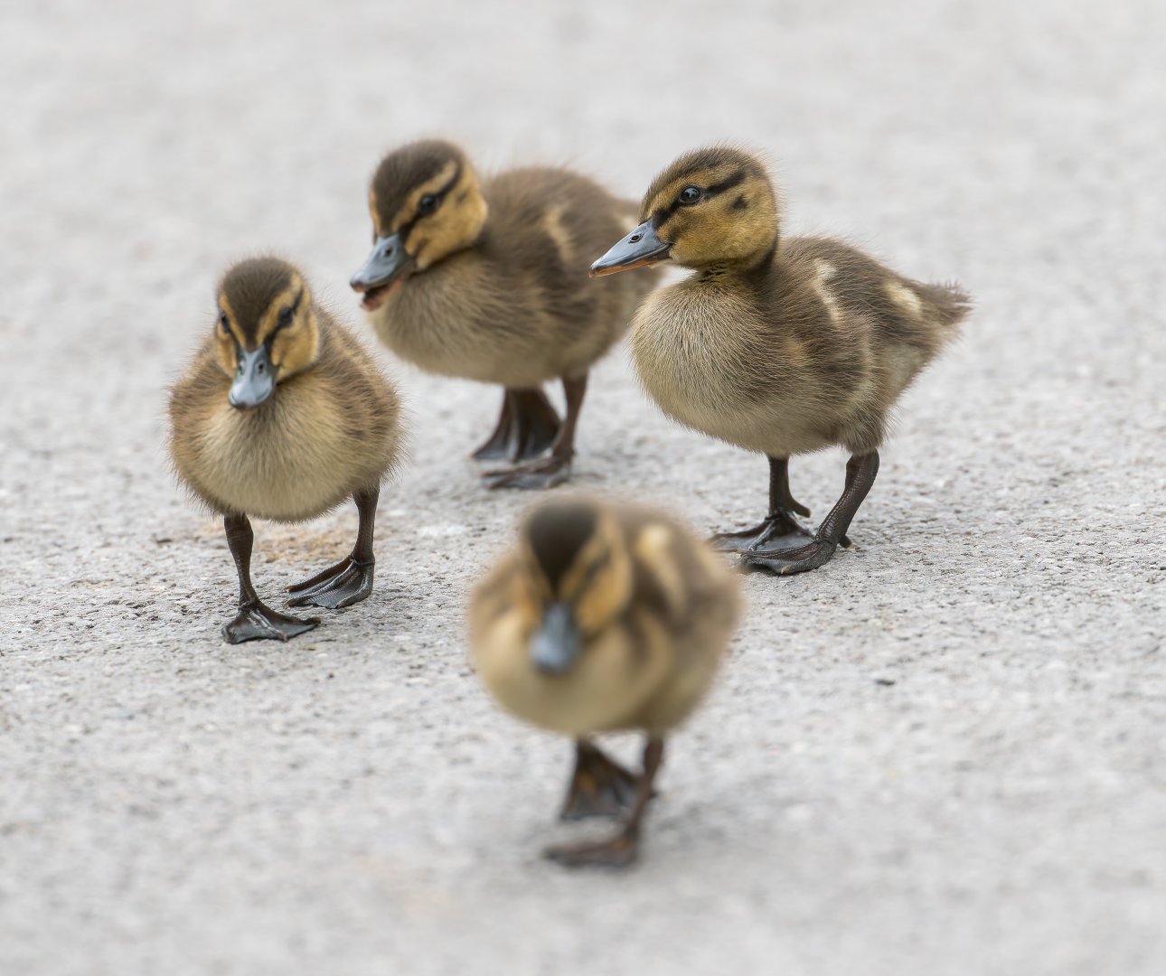 Mallard Ducklings (wild) UK
