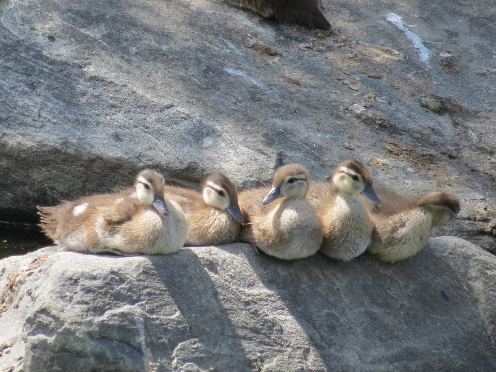 Mallard ducklings (wild)