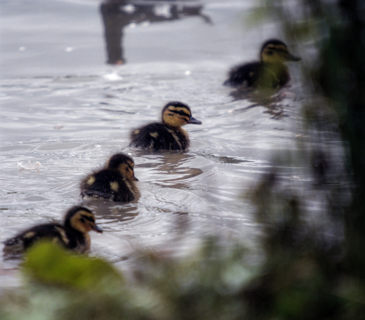 Mallard Ducklings