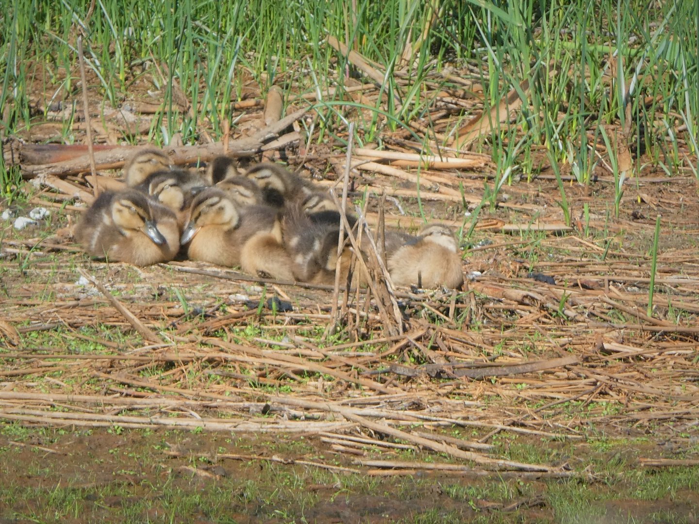 Mallard Ducklings