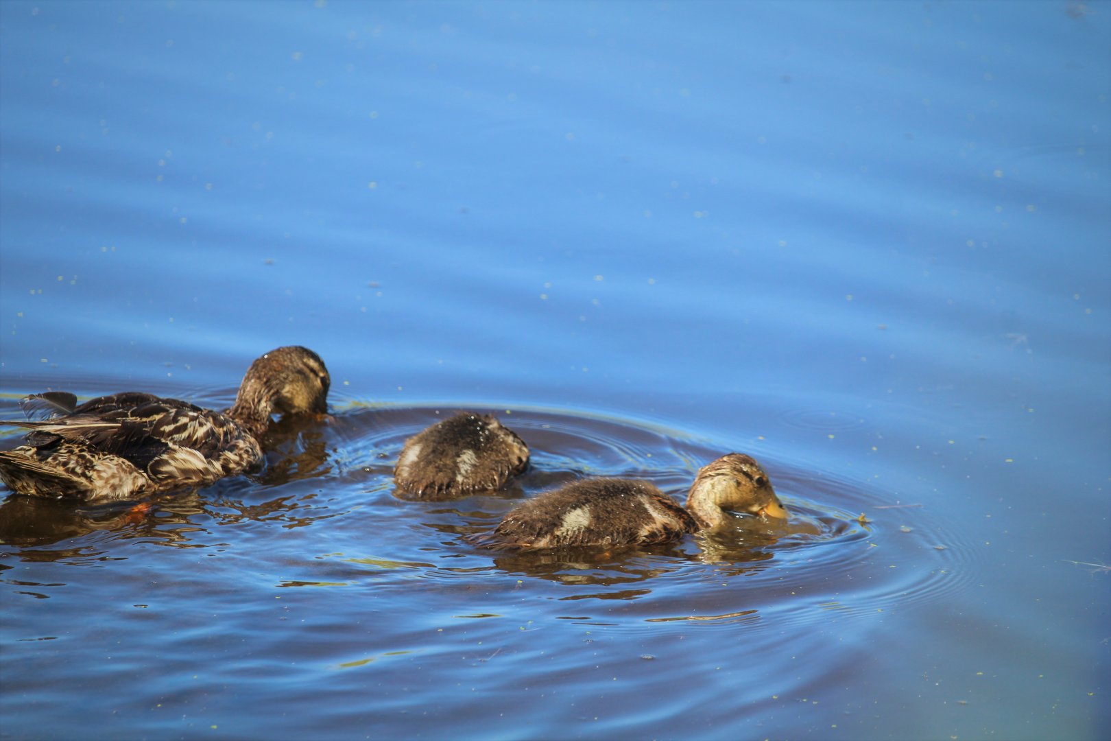 Mallard Ducklings