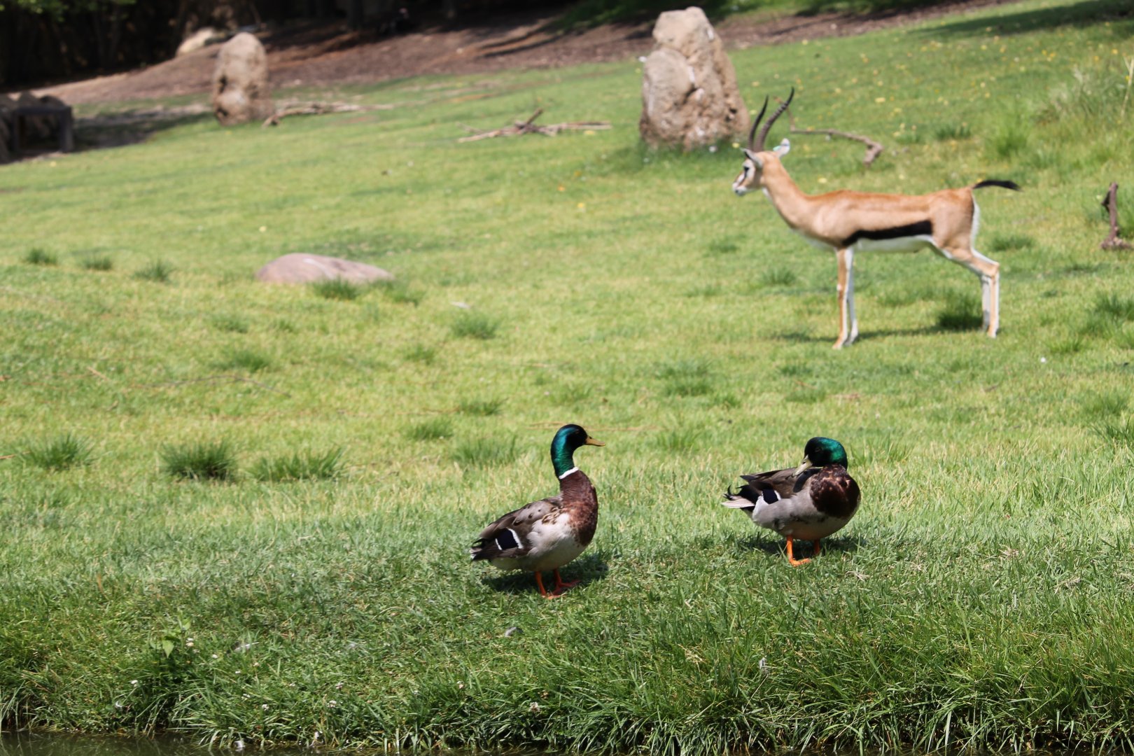 Mallard ducks and thomson's gazelle
