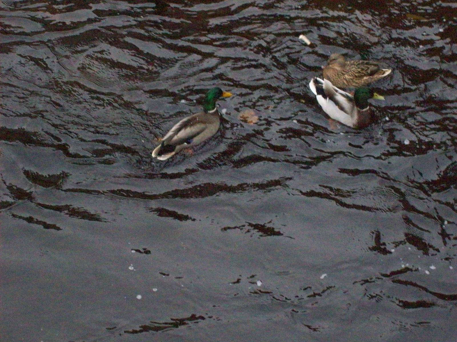 mallard ducks in the new town, edinburgh