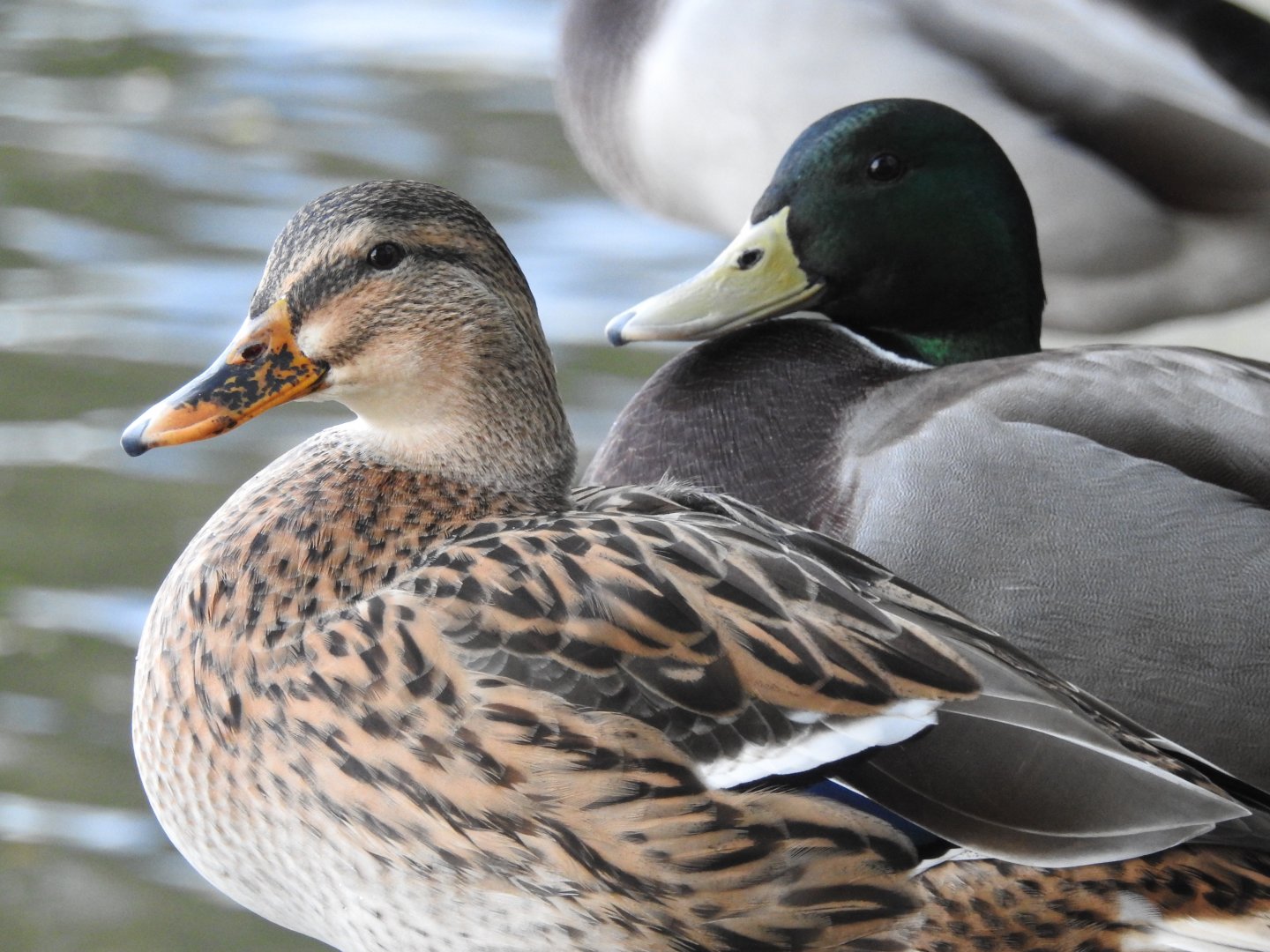 Mallard Ducks - Norfolk Broads 0ct 17