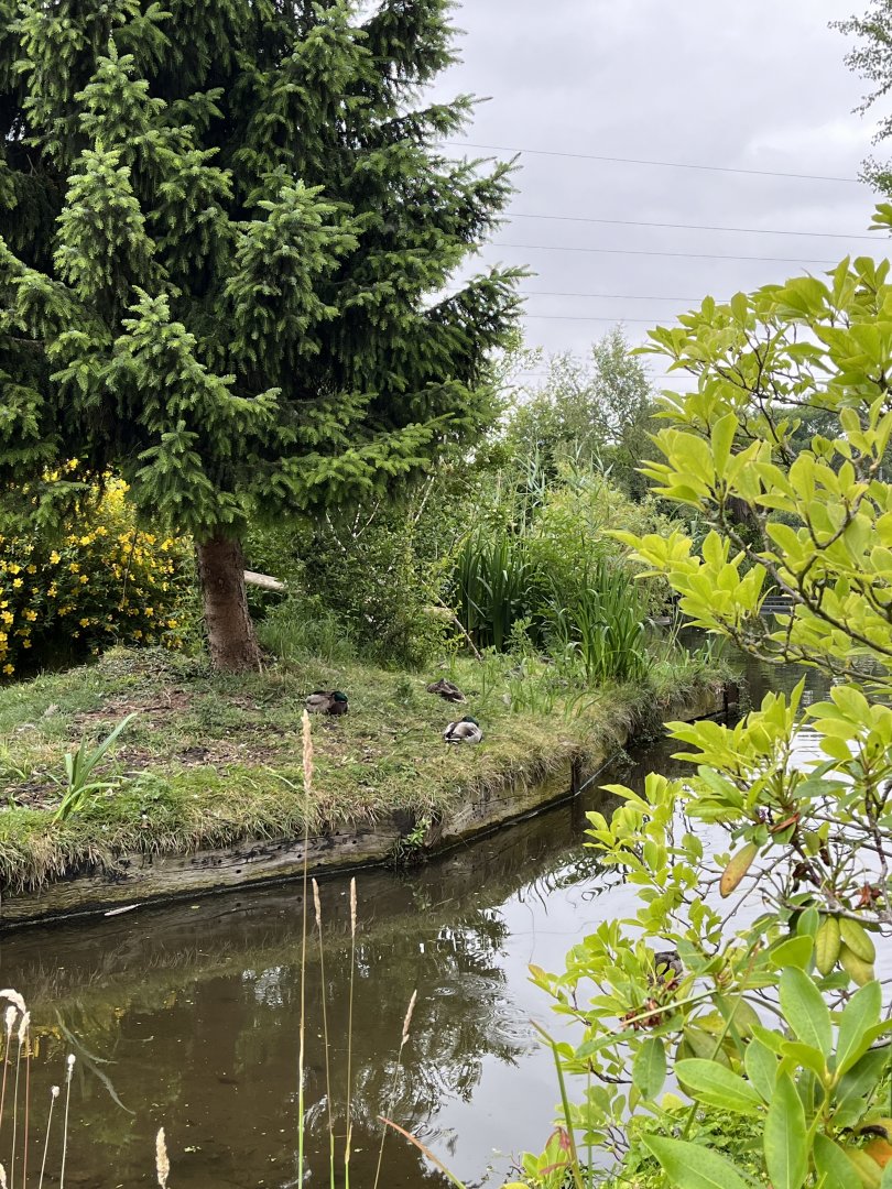 Mallard ducks on cotton-topped tamarin island 29.6.24