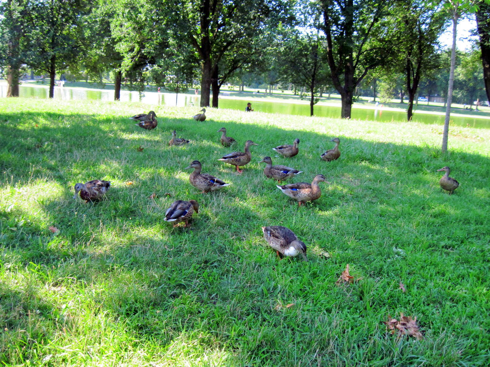Mallard Ducks