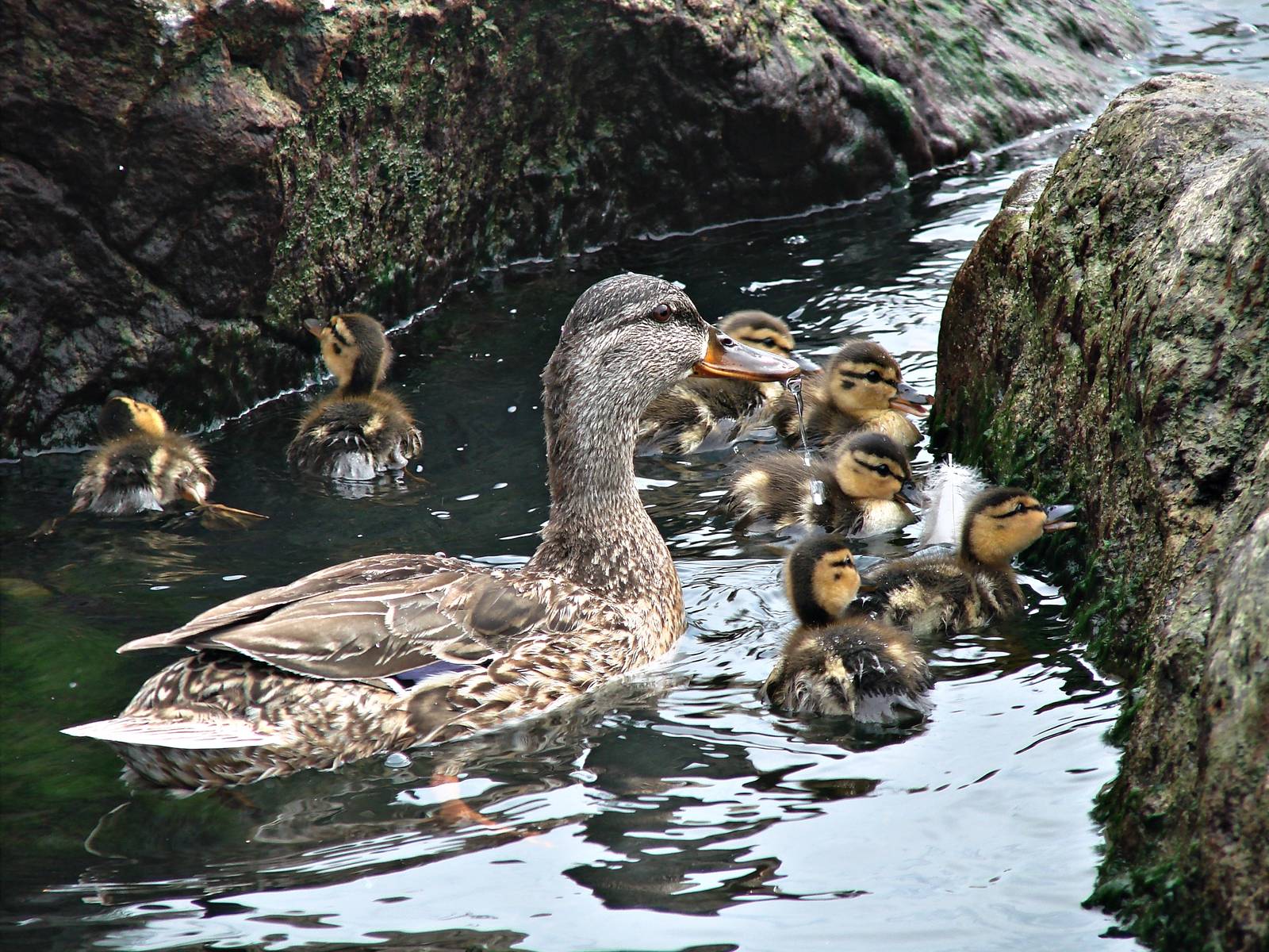 Mallard Family