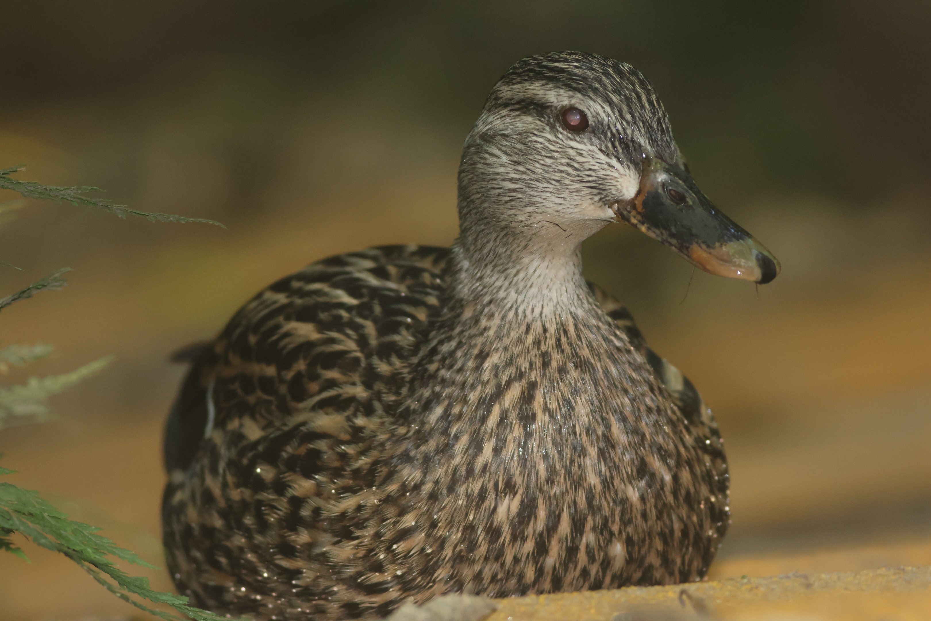 Mallard female