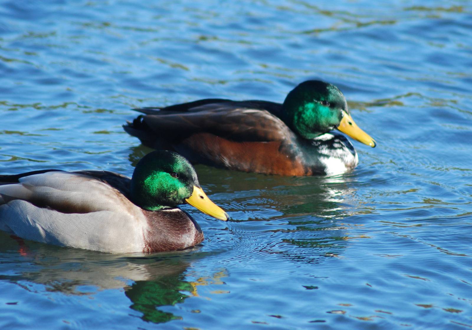 Mallard & Hybrid SV RSPB