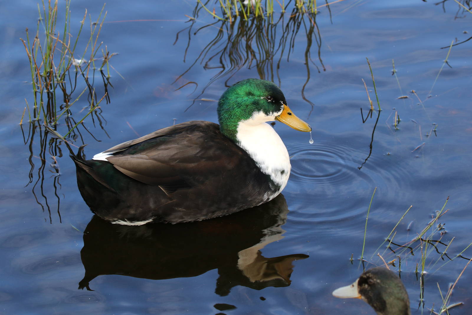 Mallard Hybrid?
