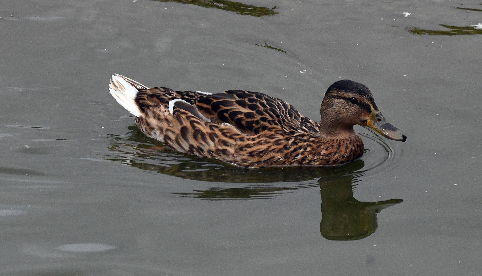 Mallard Hybrid