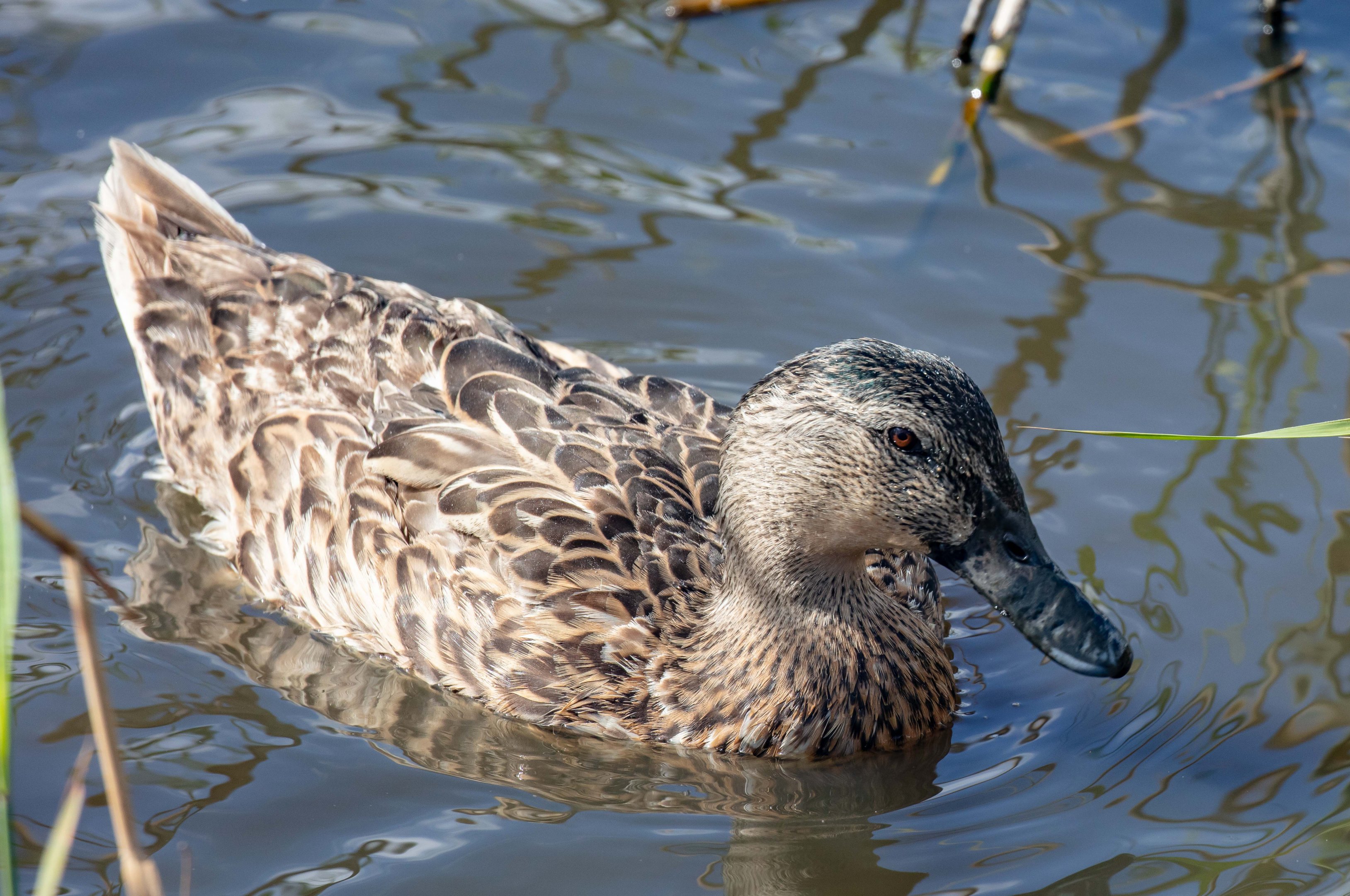 Mallard hybrid