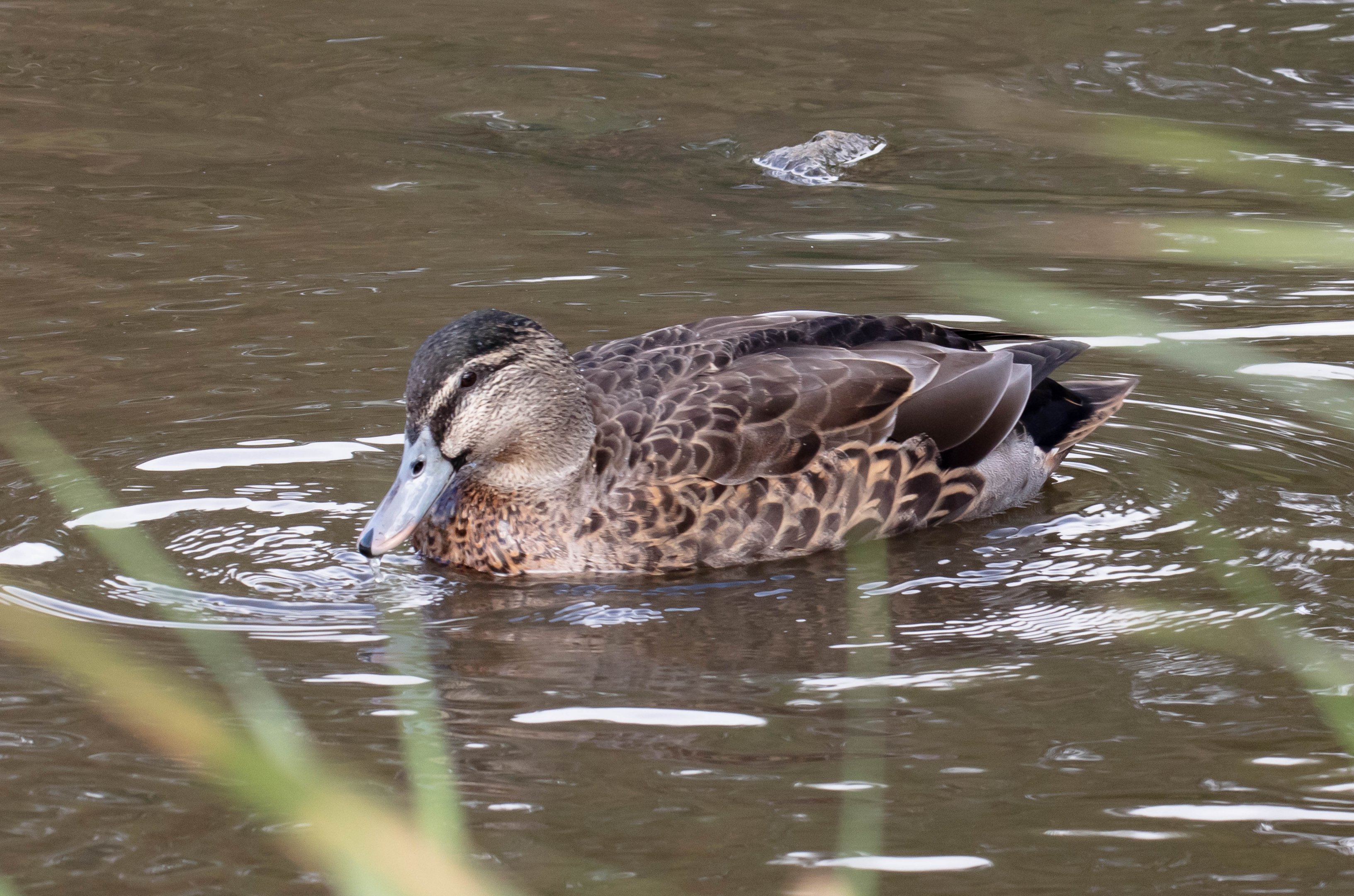 Mallard hybrid