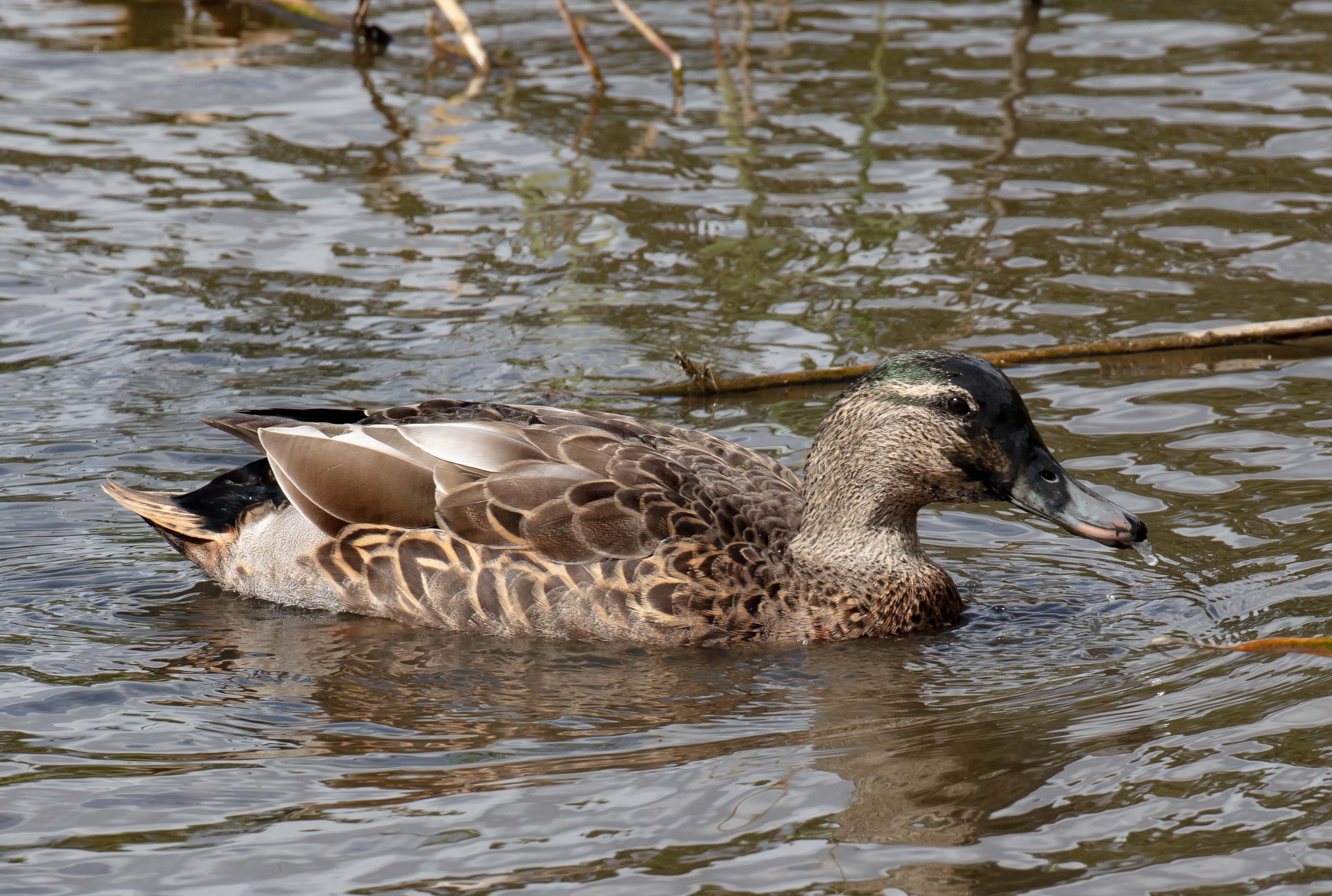 Mallard hybrid