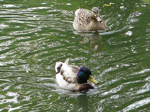 Mallard in Kishinev Zoo