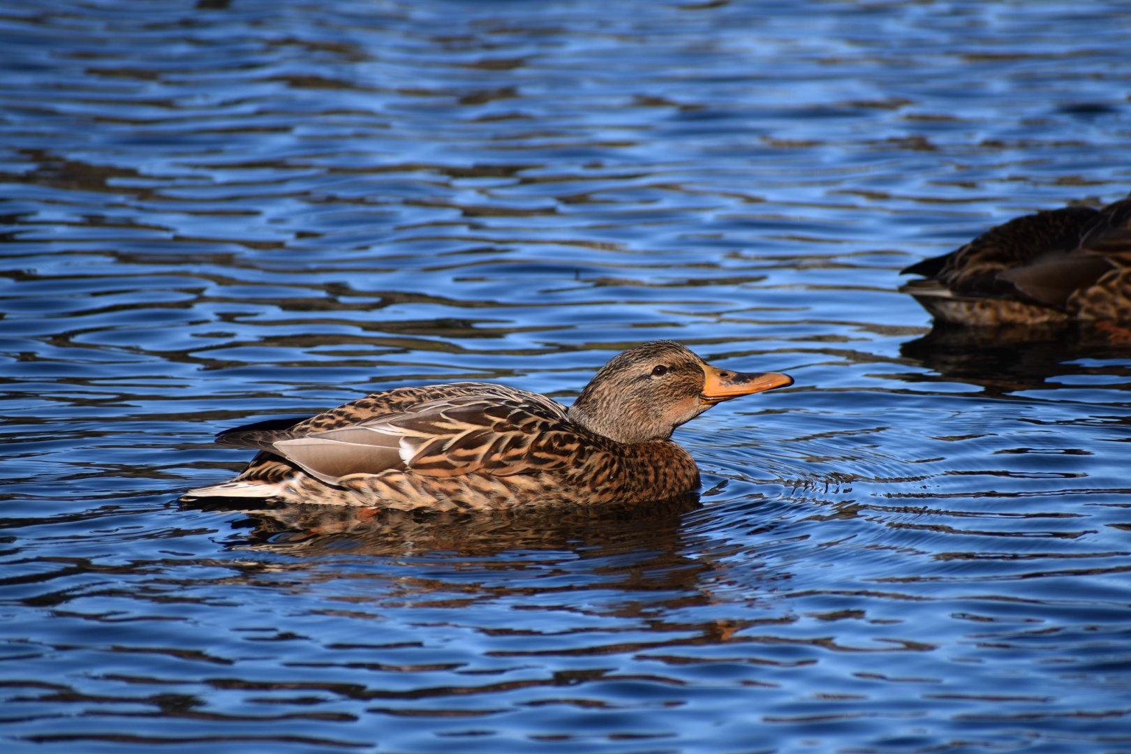 Mallard ~ Karuizawa