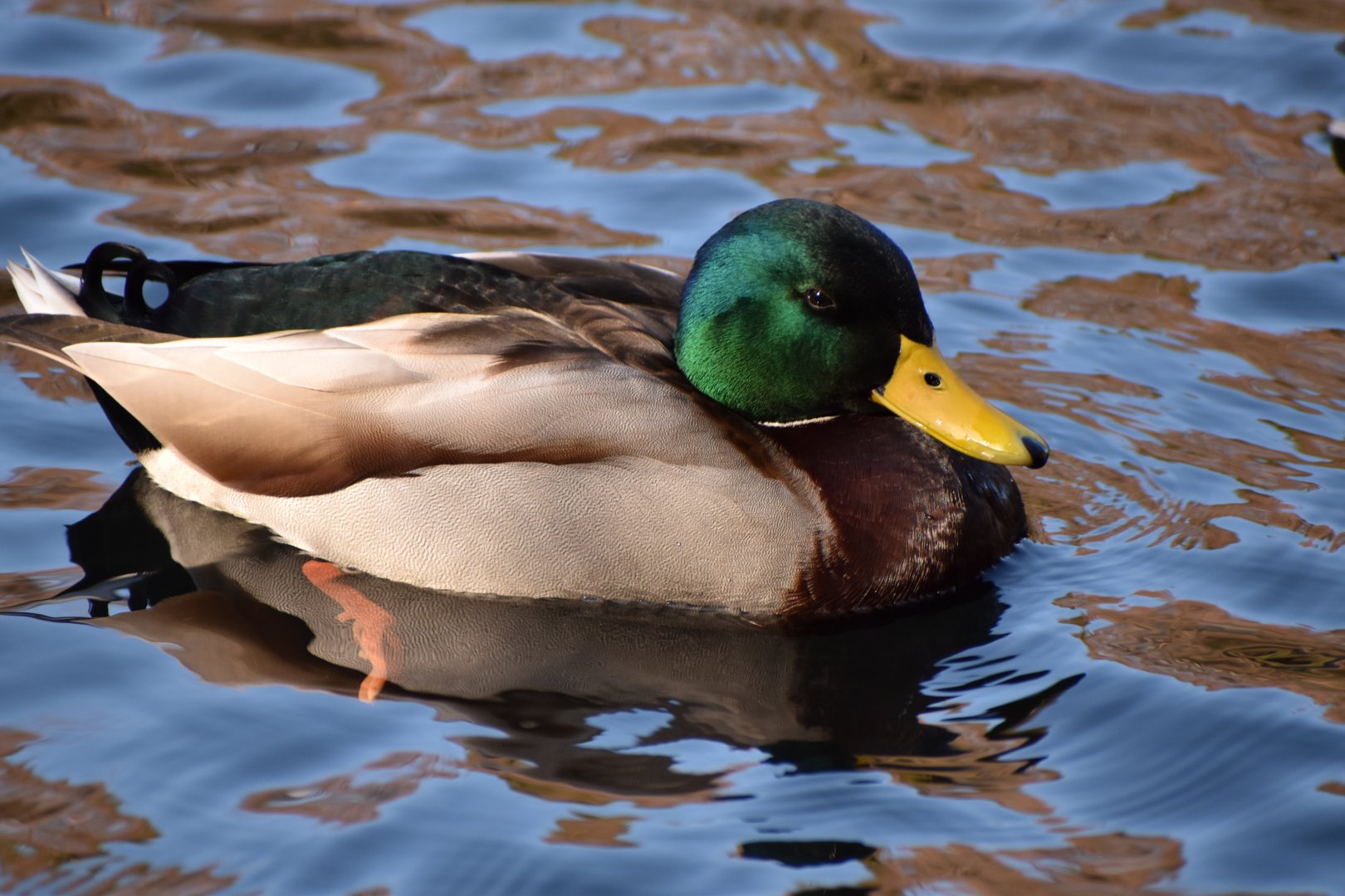 Mallard ~ Karuizawa