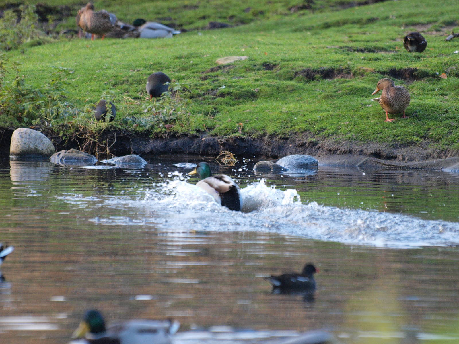 Mallard lands in AQUA, Silkeborg
