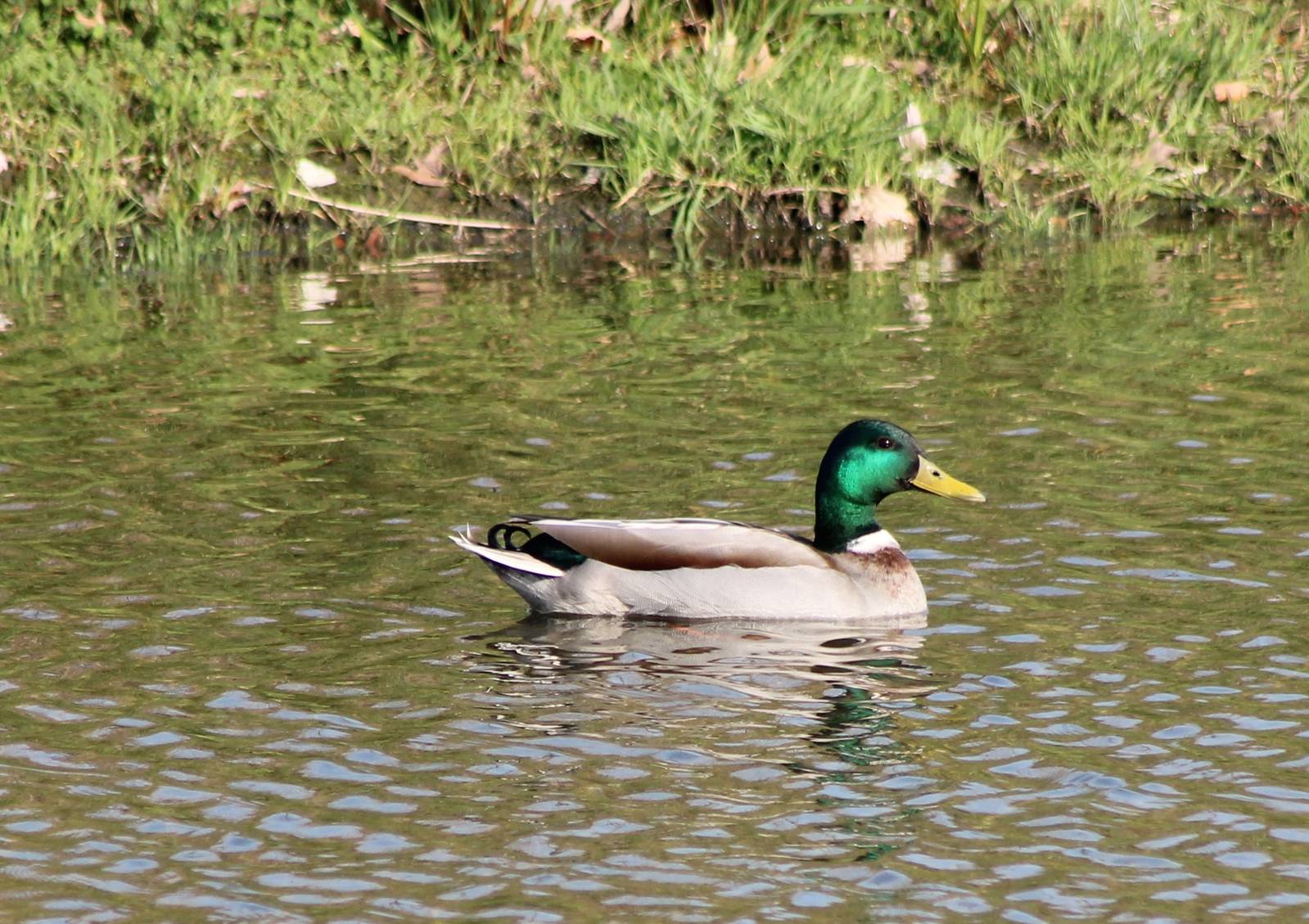 Mallard male