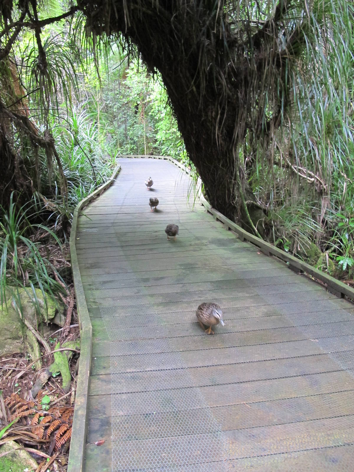 Mallard Mob - Nga Manu