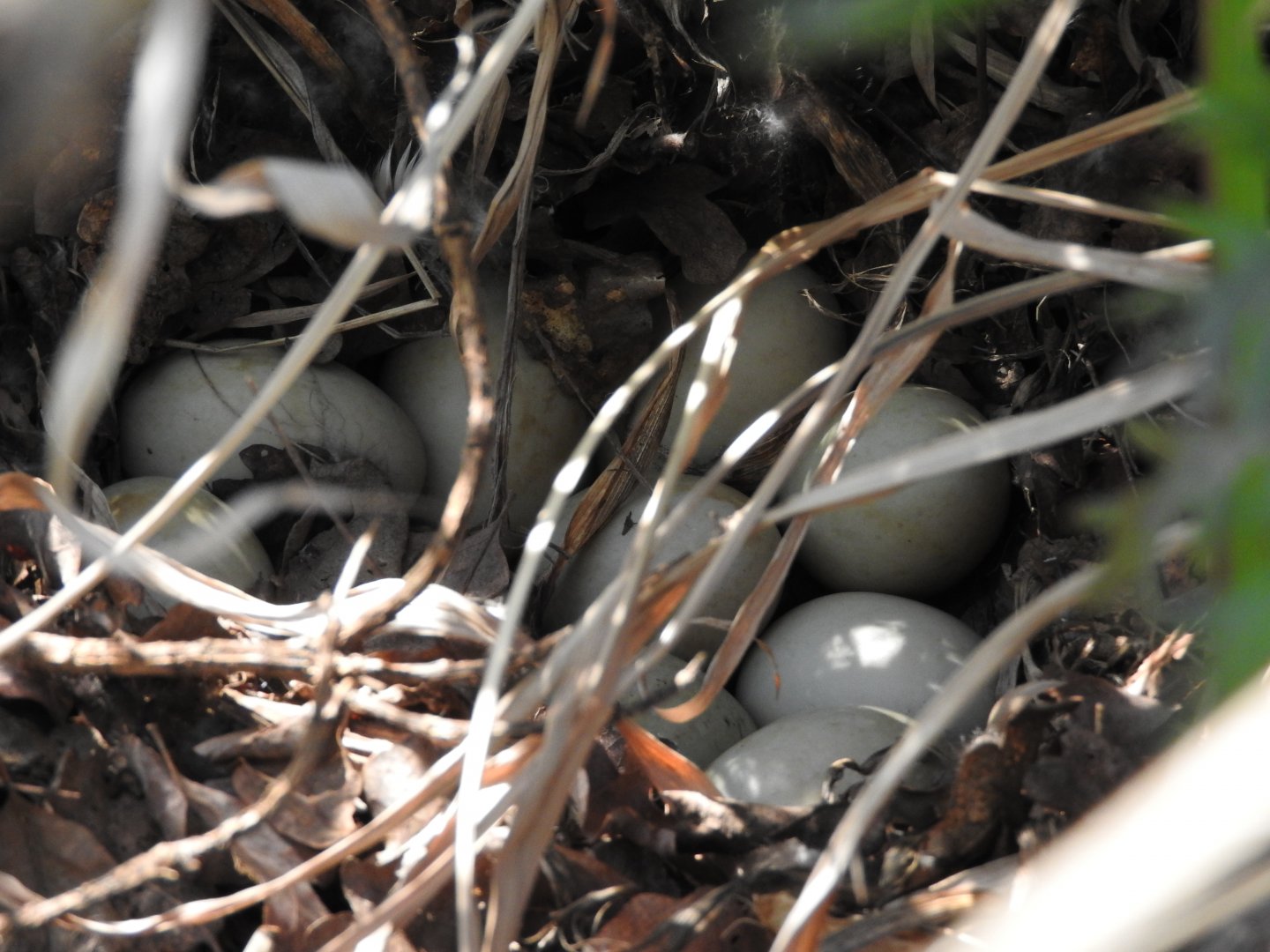 Mallard Nest