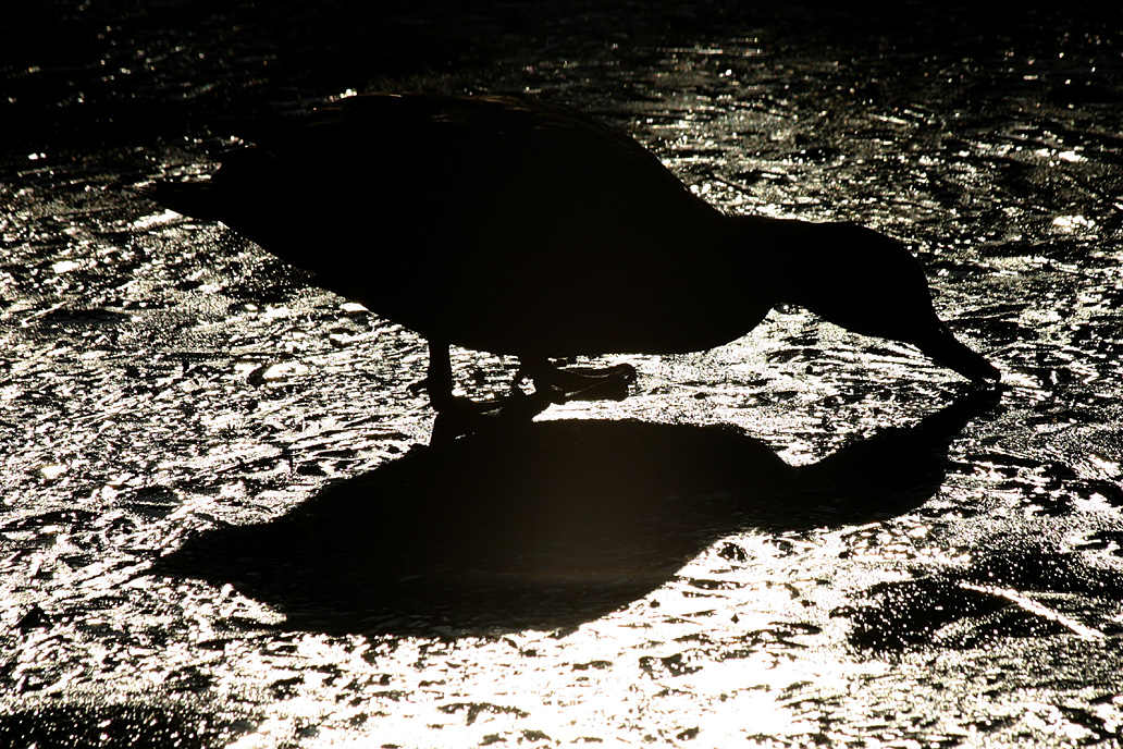 Mallard on frozen lake at Martin Mere 17/02/08