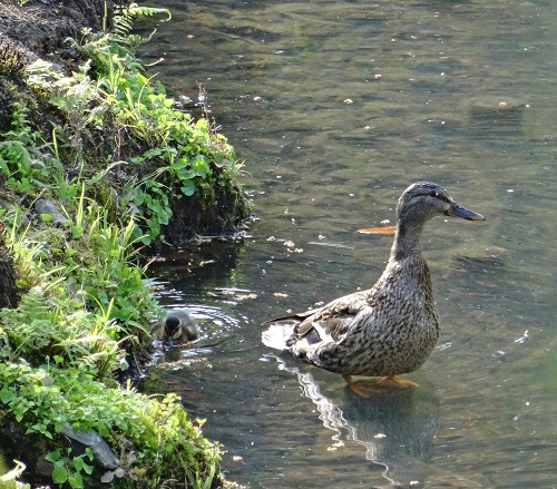 Mallard or Eastern spot-billed duck ?
