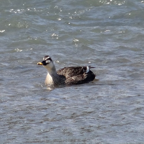 Mallard or Eastern spot-billed duck ?