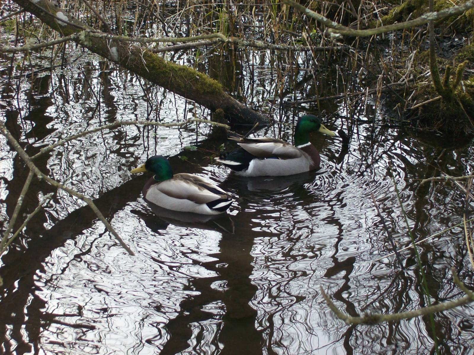mallard pair