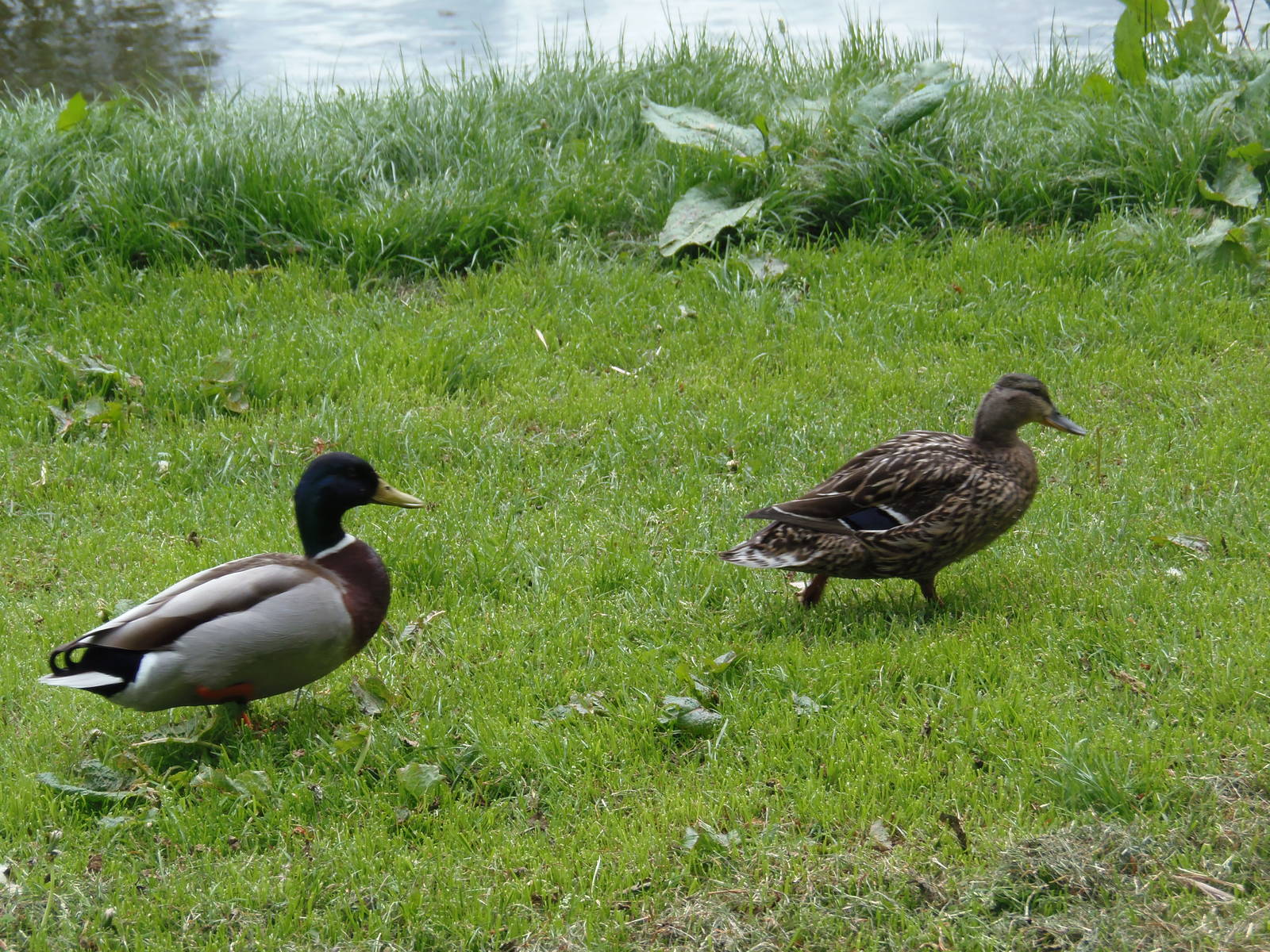 Mallard pair